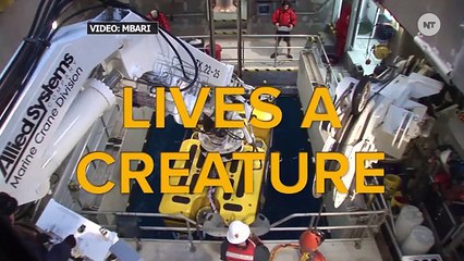 Footage Of An Anglerfish Captured In HD For First Time