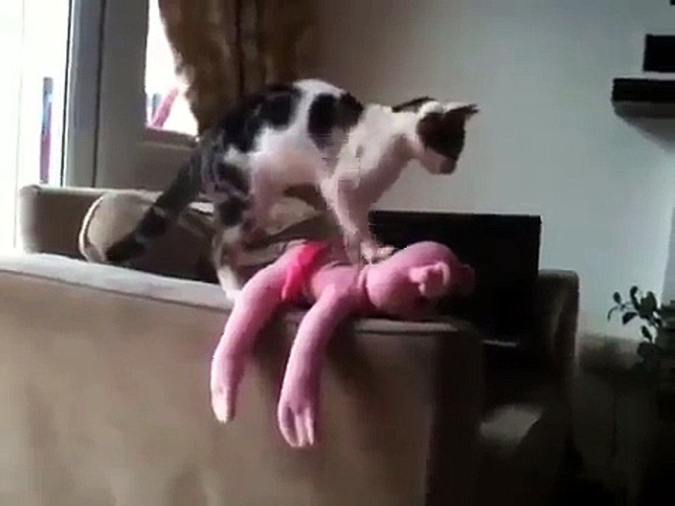 КОТ И МАССАЖ Уроки массажа от КОТИКА Cat teaches MASSAGE