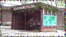 Animal Planet Brings Back Live Reindeer Cam for Holidays