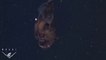 Le monstre des profondeurs, la "baudroie des abysses" filmé pour la première fois dans son habitat