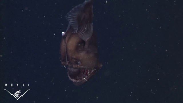 Le monstre des profondeurs, la baudroie des abysses filmé pour la première fois dans son habitat