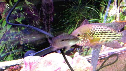 Killer Fishes attacking Tiny Fishes.Amazing Nature