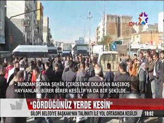 Silopi belediye başkanı başı boş hayvanları gördüğünüz yerde kesin dedi