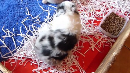 Video Cachorros Guinda & Wind 35 dias de edad