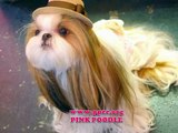 shih tzu estilos japones cortes pink poodle costa rica peluqueria