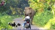 Elephant Suddenly Appeared In Front of a Biker.