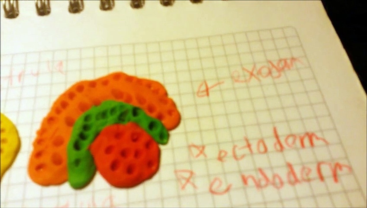 biology embroy