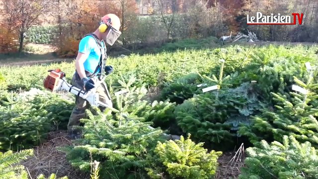 Morvan : le royaume du sapin de Noël naturel
