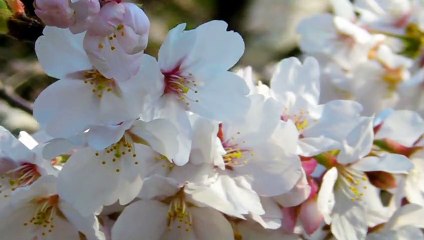 小澤茂男と桜