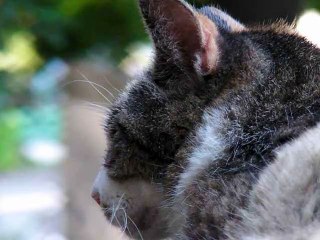 小澤茂男が好きな猫！パート２