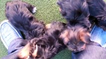 Morkie puppies for sale in San Diego