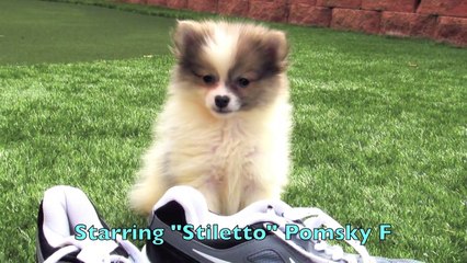 Pomeranian puppies for sale in Southern California