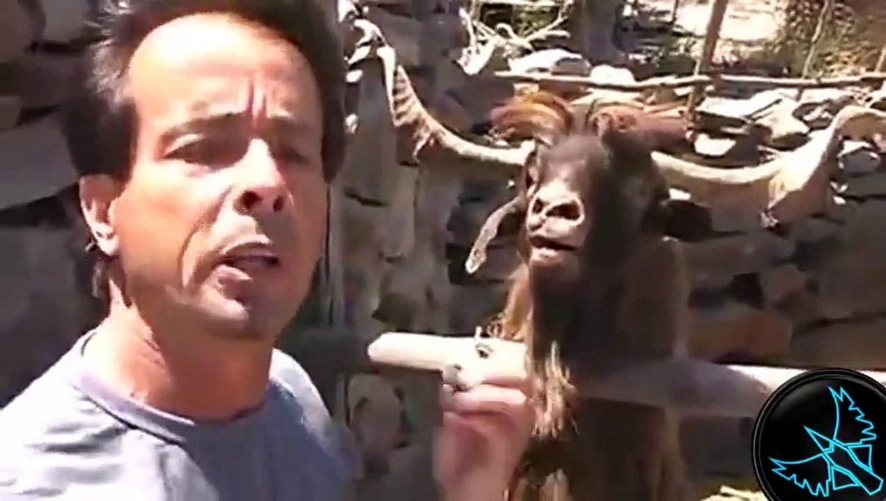 Hayvanlar vs insanlar - Komik Video Derlemesi