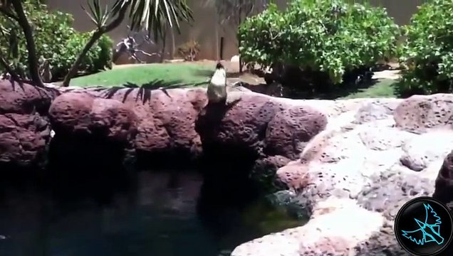 Komik Penguenler, Penguen Kazaları [2014]