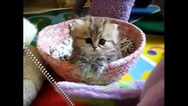 Funny Cats Compilation ~ Cute Cat Videos ~ Best Fail Kittens Compilations