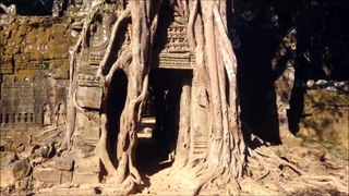 Enorme banian dans la roche - Siem Reap - Cambodge
