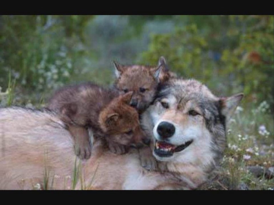 I love wolves  j'aime les loups