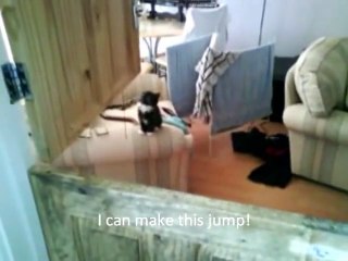 Cute Kittens. Funny things they do. You will laugh! FUNNY