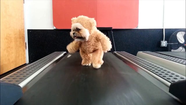 Déguisé en Ours en peluche, ce chien fait son sport!