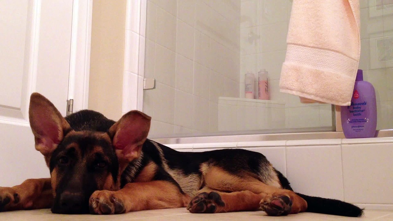 Un chien chante avec son maître. Karaoké de chien!