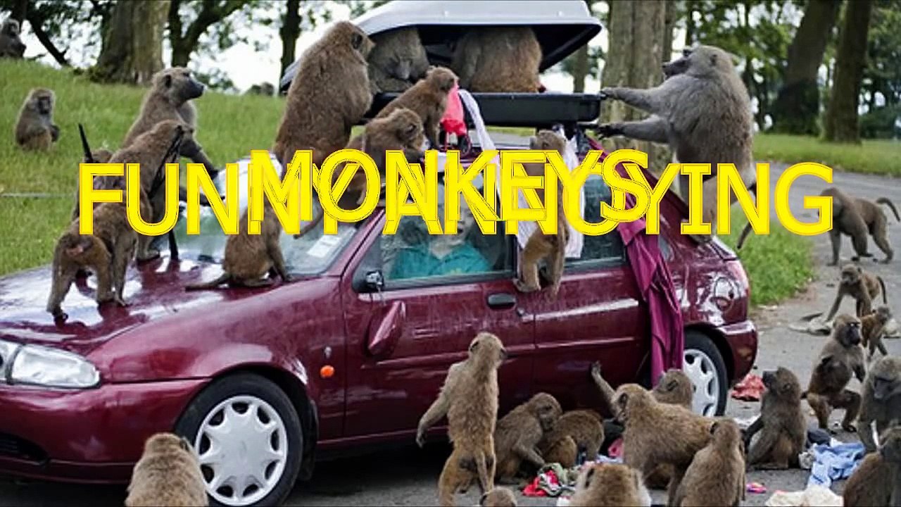 Funny annoying monkeys - Cute and funny monkey compilation