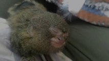 Cute Pygmy Marmoset Tiny Monkey Getting Massage with A Toothbrush
