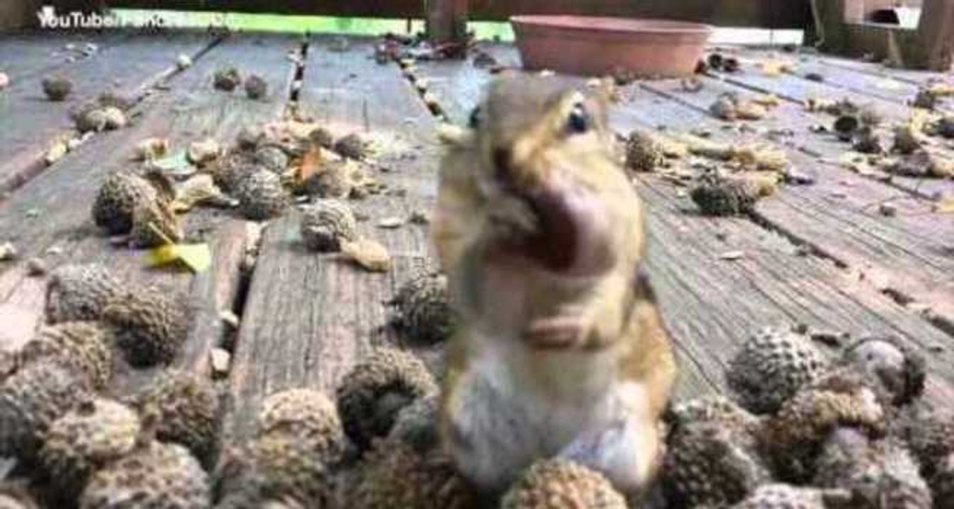 Cute Critters Chow Down on Their Favorite Foods