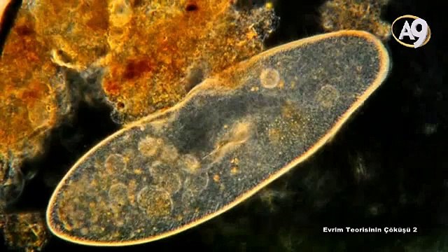 Evrim Teorisinin Çöküşü: Yaratılış Gerçeği - 2