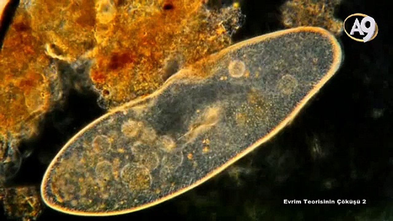 Evrim Teorisinin Çöküşü: Yaratılış Gerçeği - 2
