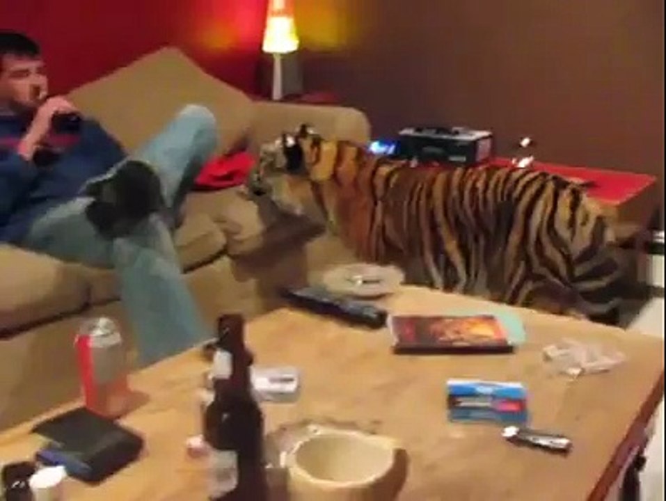 Kedi gibi Kaplan!