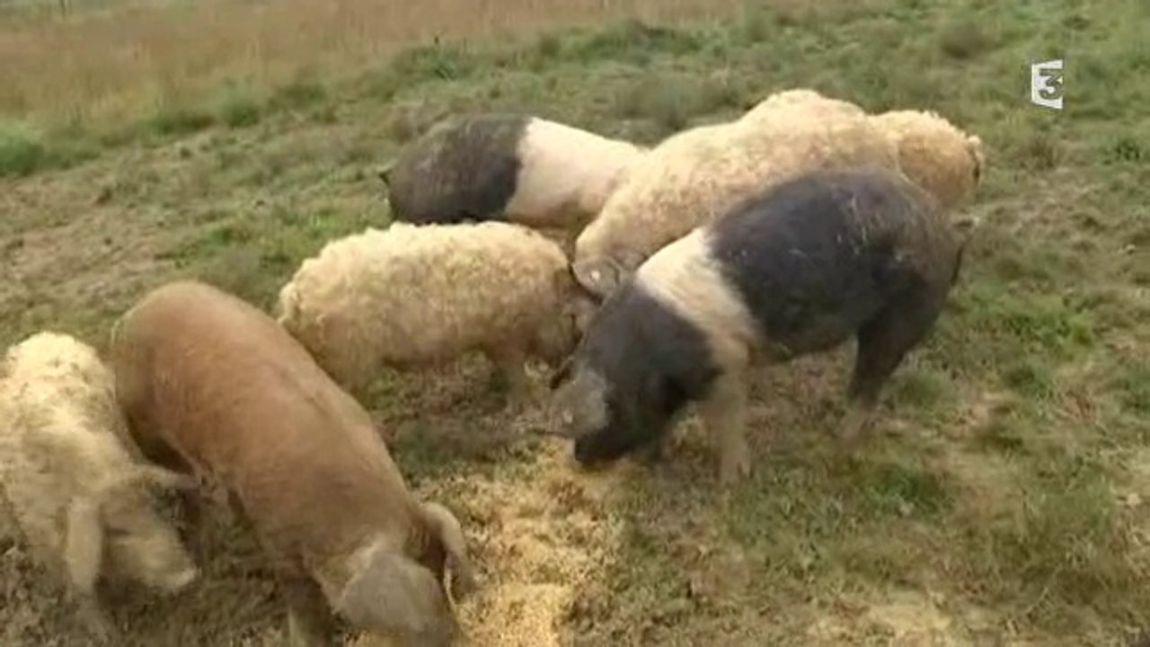 Ferme de La Grange des Près à Barjac cochons la...