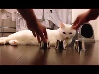 Amazing Cat Playing Guessing Game