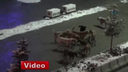 Başıboş Köpekler Çarşı Merkezinde Cirit Atıyor