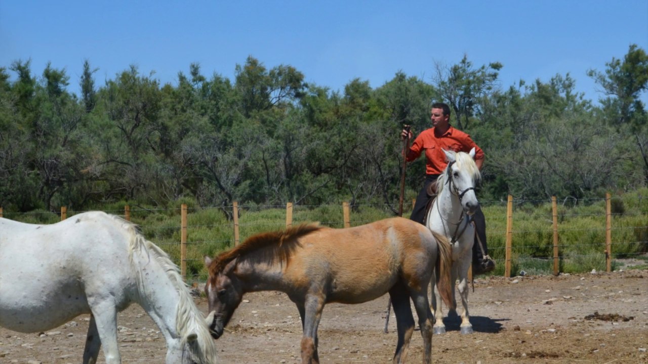 Saintes-Maries-la-Mer juillet, 2012