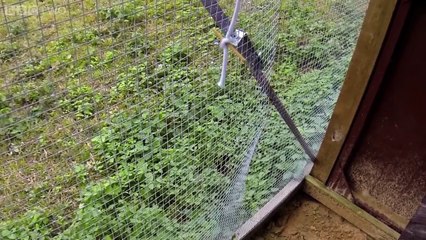 Are crows the ultimate problem solvers_ - Inside the Animal Mind_ Episode 2 - BBC Two