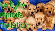 Baby animals are so cute - Cute baby animal compilation