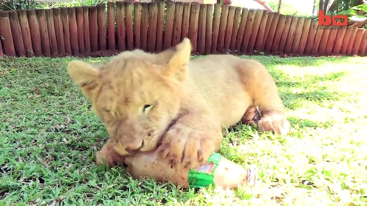 Baby Animals_ Baby Lion, Baby Tiger & Baby Hyena Cub Animal Cuteness!