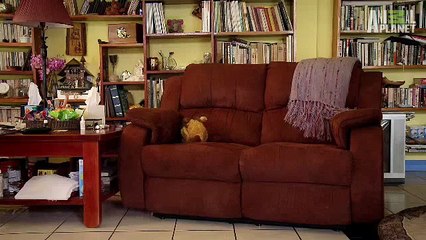 Baby Sloths Get Swaddled _ Too Cute