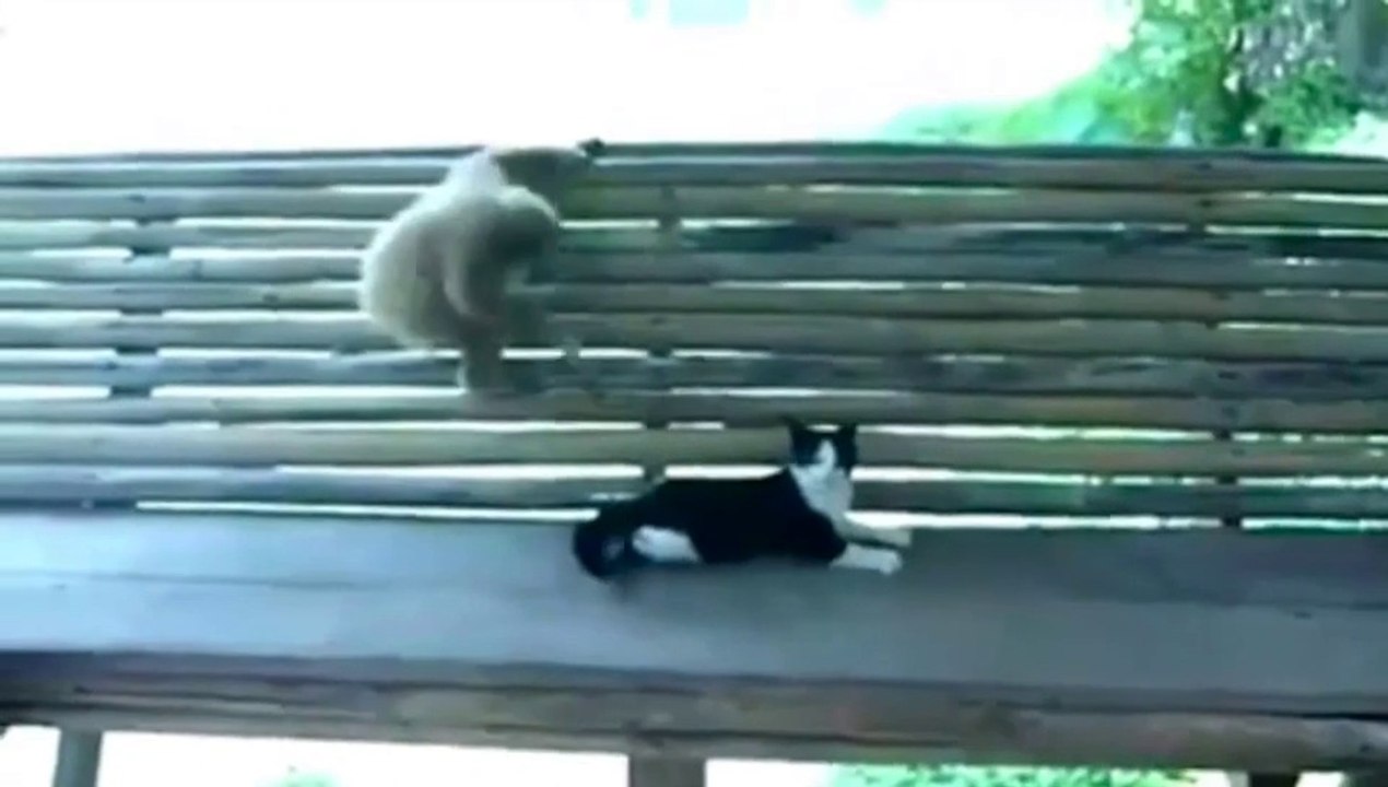 Irresistible atracción del mono por este gato