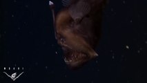Baudroie abyssale : des images inédites du monstre marin
