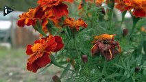 Quand l'hiver se fait attendre, le jardin perd le nord