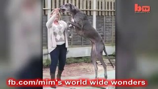 Tallest Dog in the World