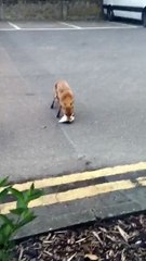 How Much Bread Can A Fox Get In His Mouth?