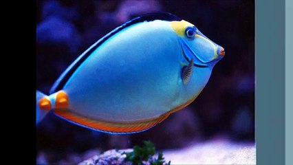 Balıklar Hakkında 10 İlginç Bilgi