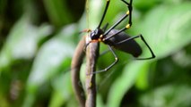 Une araignée mange un serpent