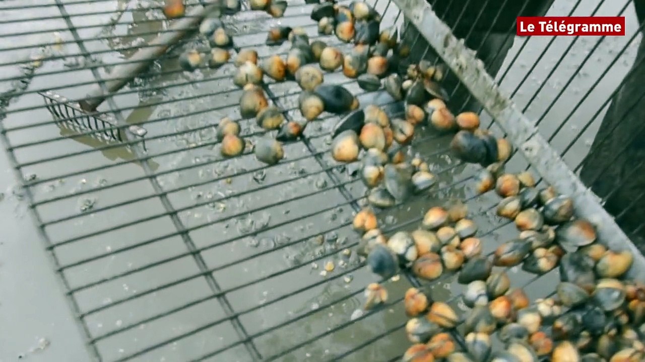 Ploulec'h (22). Stéphane Le Guilloux contrôle  les pêcheurs à pied