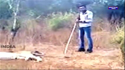 Video_ Man teases lion in Indian forest