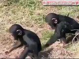 Des chimpanzés qui font des blagues