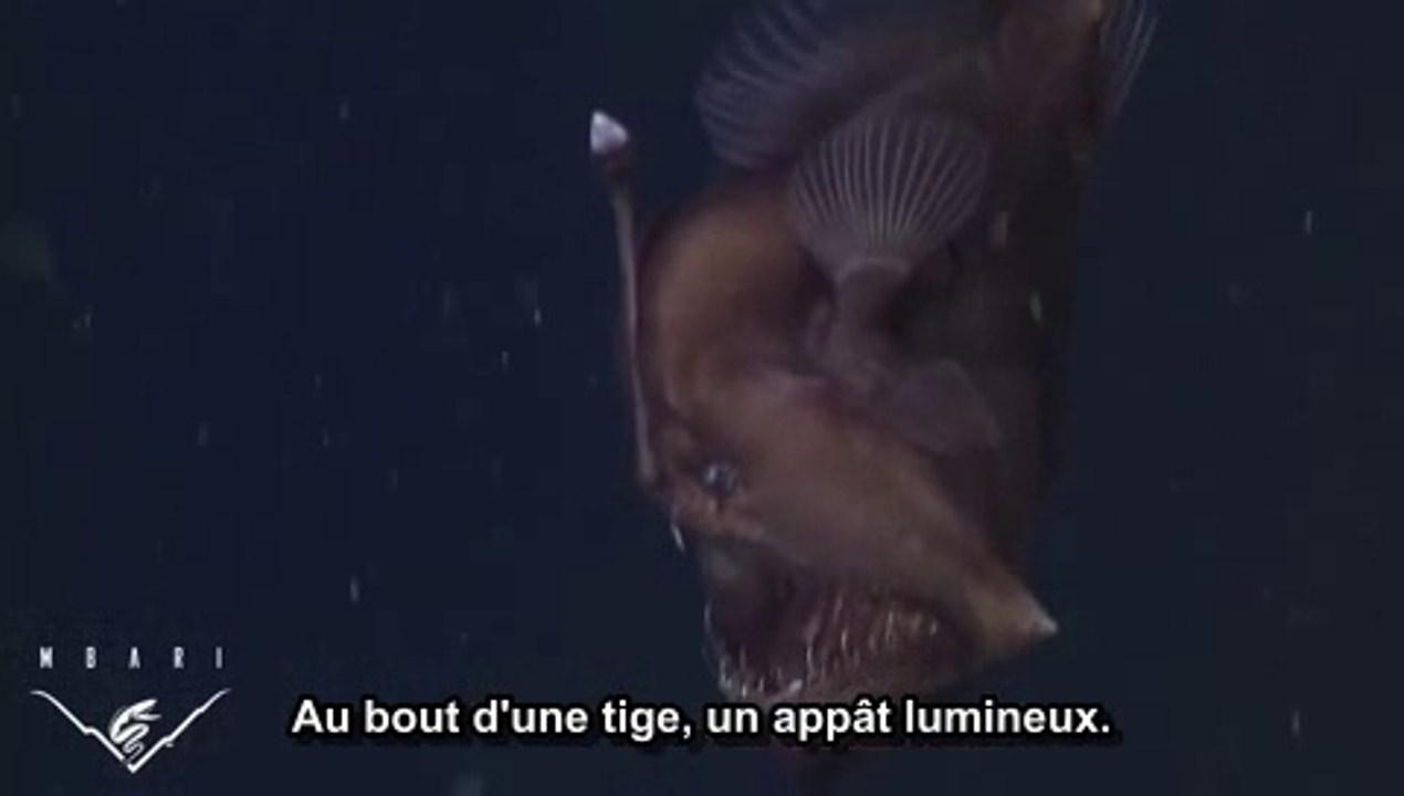 Cette créature des profondeurs est digne d'un film d'horreur !