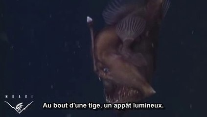 Cette créature des profondeurs est digne d'un film d'horreur !